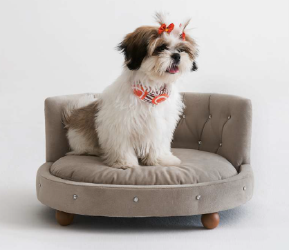 Chaise Pet cãozinho